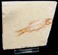 Armigatus Fossil Fish - Lebanon #11494-1